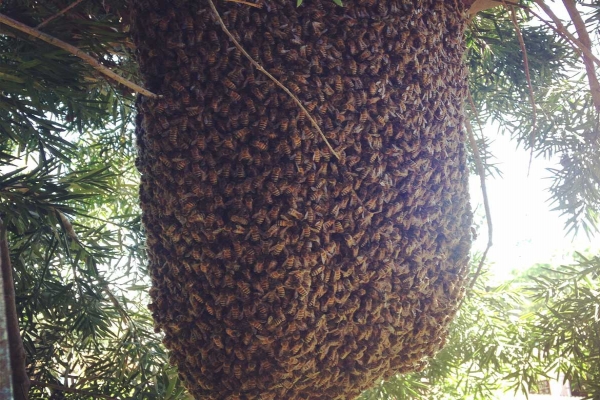 Back Yard Bee Hive