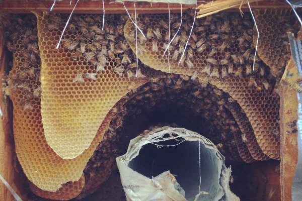 Hive Nested In Tree