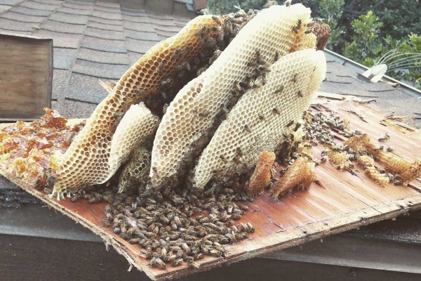 Honeycomb Inside Rafters