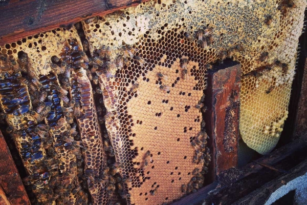 Honeycomb Inside Roof