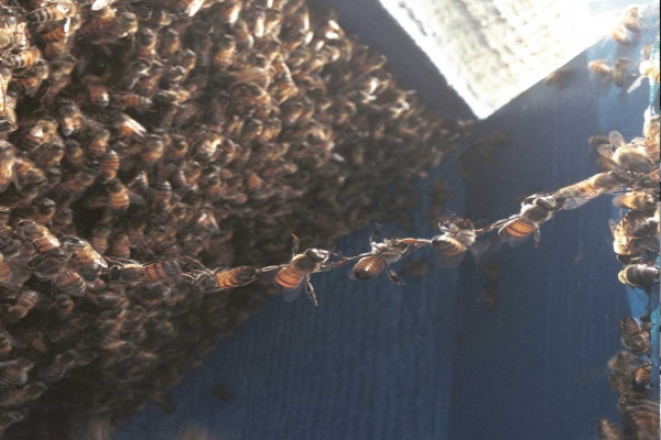 Inside Wall With Honeycomb